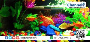 Read more about the article ബീഫിന് പിന്നാലെ മിനിനും നിയന്ത്രണം ഏര്‍പ്പെടുത്തി കേന്ദ്ര സര്‍ക്കാര്‍; 158 ഇനം മത്സ്യങ്ങളെയാണ് ഉത്തരവിന്റെ പരിധിയില്‍ കൊണ്ടുവന്നിരിക്കുന്നത്.