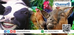 Read more about the article പശുവിനെ ദേശീയ മൃഗമാക്കുകയാണെങ്കില്‍ ആടിനെ ദേശീയ സഹോദരിയാക്കുമോ മോദി സര്‍ക്കാര്‍…?