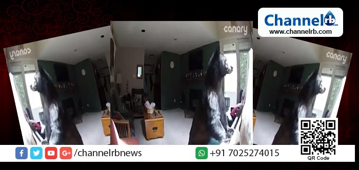 You are currently viewing ഇത് ചരിത്രത്തിലാദ്യം..! വീട്ടില്‍ കയറിയ കള്ളനെ കണ്ട് പോലീസും വീട്ടുകാരും പൊട്ടിച്ചിരിച്ചു; പക്ഷെ ഈ വീഡിയോ ദൃശ്യം കണ്ടാല്‍ ആരായാലും ചിരിച്ചുപോകും