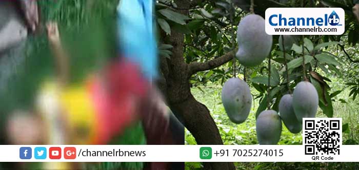 You are currently viewing മാങ്ങ പറിച്ച കുറ്റത്തിന് എട്ടുവയസ്സ് കാരിയെ ഷോക്കടിപ്പിച്ച് കൊന്നു; തോട്ടമുടമയുടെ ക്രൂരത നാട്ടുകാർ അറിയുന്നത് ഏറെ വൈകി; കടയിൽ പോയ കുട്ടി തിരിച്ചെത്താൻ വൈകിയതോടെയാണ് വീട്ടുകാർ പോലും സംഭവം അറിയുന്നത്.