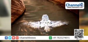 Read more about the article നീന്തുന്ന മൂങ്ങ കുഞ്ഞിന്റെ വീഡിയോ വൈറലാകുന്നു.