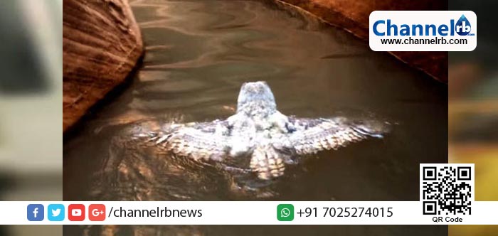 You are currently viewing നീന്തുന്ന മൂങ്ങ കുഞ്ഞിന്റെ വീഡിയോ വൈറലാകുന്നു.