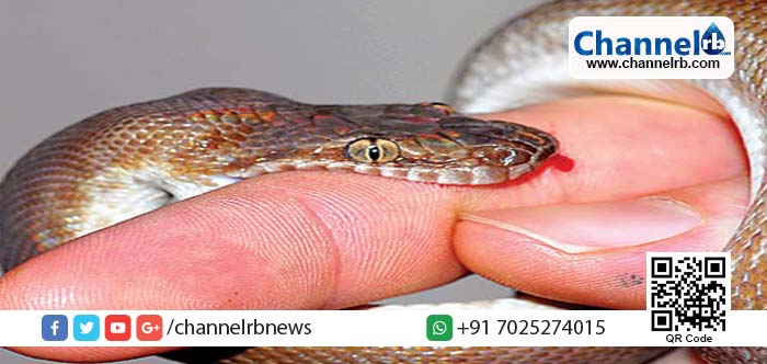 You are currently viewing പാമ്പ് കടിയേറ്റ ഭര്‍ത്താവ് ഭാര്യയെ കടിച്ചു: തന്റൊപ്പം ഭാര്യയും മരിക്കാനാണിങ്ങനെ ചെയ്തതെന്ന് ഭര്‍ത്താവ്.