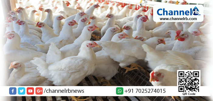 Read more about the article കോഴി വില അമിതമായി വർദ്ധിക്കുന്നതിൽ പ്രതിഷേധം; ചെറുകിട വ്യാപാരികൾ കച്ചവടം നിർത്തുന്നു