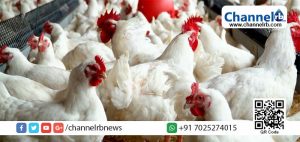 Read more about the article കോഴിവില കുറയില്ല, കാരണം ഇതാണ്; മന്ത്രിയുടെ തീരുമാനം ഏകപക്ഷീയമോ..?