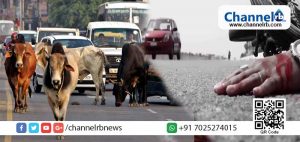 Read more about the article മനുഷ്യജീവനേക്കാൾ വില രാജ്യത്ത് പശുവിന് ; വാഹന അപകടത്തിൽ മനുഷ്യൻ കൊല്ലപ്പെട്ടാൽ ജയിലിൽ 10 വർഷം; പശുവിനെ കൊന്നാൽ 14 വർഷം; പ്രധാനമന്ത്രിയുടെ ശ്രദ്ധയിൽപ്പെടുത്തി ജഡ്ജി