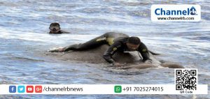 Read more about the article കടലിൽ മുങ്ങിതാഴ്ന്നുകൊണ്ടിരുന്ന ആനയെ ശ്രീലങ്കന്‍ നാവിക സേന സാഹസികമായി രക്ഷിച്ചു