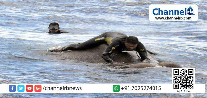 You are currently viewing കടലിൽ മുങ്ങിതാഴ്ന്നുകൊണ്ടിരുന്ന ആനയെ ശ്രീലങ്കന്‍ നാവിക സേന സാഹസികമായി രക്ഷിച്ചു