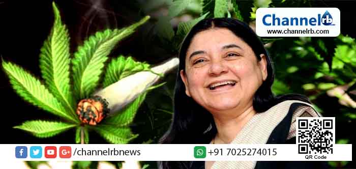 You are currently viewing ഇന്ത്യയിൽ കഞ്ചാവ് നിയമവിധേയമാക്കണം; ആരോഗ്യരംഗത്ത് കഞ്ചാവിന്‍റെ അനന്ത സാധ്യതകള്‍ പ്രയോജനപ്പെടുത്തണമെന്നും മേനകാ ഗാന്ധി