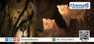 Read more about the article ഇര തേടിയെത്തിയ 12 സിംഹങ്ങള്‍ യുവതിയുടെ പ്രസവത്തിന് കാവൽനിന്നു; ഗുജറാത്തിലെ ഈ സംഭവം ലോകമറിഞ്ഞത് ഇങ്ങനെ.