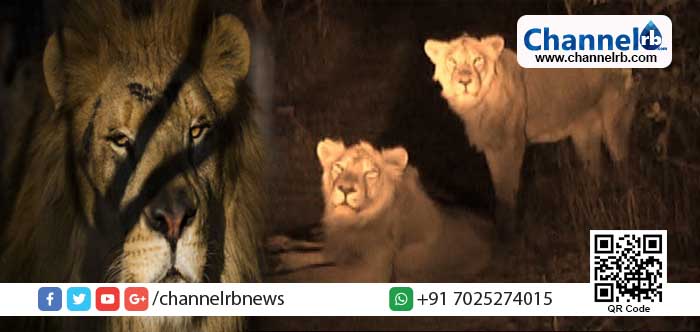 You are currently viewing ഇര തേടിയെത്തിയ 12 സിംഹങ്ങള്‍ യുവതിയുടെ പ്രസവത്തിന് കാവൽനിന്നു; ഗുജറാത്തിലെ ഈ സംഭവം ലോകമറിഞ്ഞത് ഇങ്ങനെ.