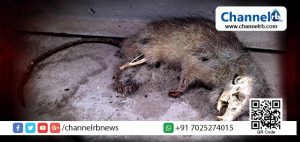 Read more about the article കോഴിക്കോട് ജനറല്‍ ആശുപത്രിയിലെ വെള്ളത്തില്‍ ചത്ത എലി; പരാതി നല്‍കിയപ്പോള്‍ എലിയുടെ വാലില്‍ പിടിച്ച് എടുത്ത് കളഞ്ഞുകൂടെയെന്ന് ഡോക്ടര്‍