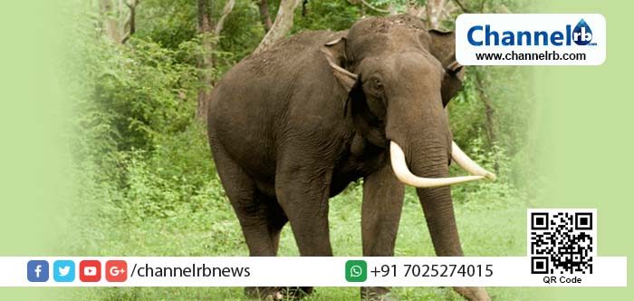 You are currently viewing കൂട്ടം തെറ്റിയ ആന ഗ്രാമപ്രദേശങ്ങളിലേക്ക് കടന്നു; ആനയെ കൊല്ലാൻ സർക്കാർ ഉത്തരവിട്ടു