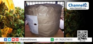 Read more about the article മഞ്ചേശ്വരത്ത് വന്‍ കഞ്ചാവ് വേട്ട: ഓണത്തിനായി എത്തിച്ച 22 കിലോ പോലിസ് പിടികൂടി