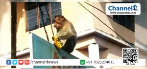 Read more about the article ചെത്ത്കള്ള് കുടിച്ച് പൂസായി ഒരു വാനരന്‍; പരാതിയുമായി നാട്ടുകാര്‍ രംഗത്ത്