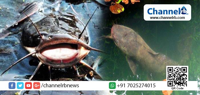 You are currently viewing സംസ്ഥാനത്ത് ആഫ്രിക്കന്‍മുഷി കൊണ്ടുവരുന്നതും വളര്‍ത്തുന്നതും നിരോധിച്ചു