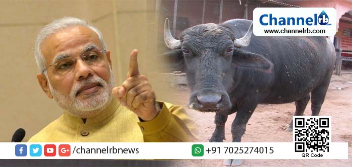 You are currently viewing പ്രധാനമന്ത്രിക്ക് മുന്നില്‍ മൃഗങ്ങളുടെ തത്സമയ സര്‍ജറി നടത്താന്‍ നിര്‍ദ്ദേശം; പോത്ത് ഉൾപ്പെടെ സര്‍ജറിക്കുള്ള മൃഗങ്ങളെ കണ്ടെത്താനുള്ള നെട്ടോട്ടത്തിൽ സംഘാടകർ
