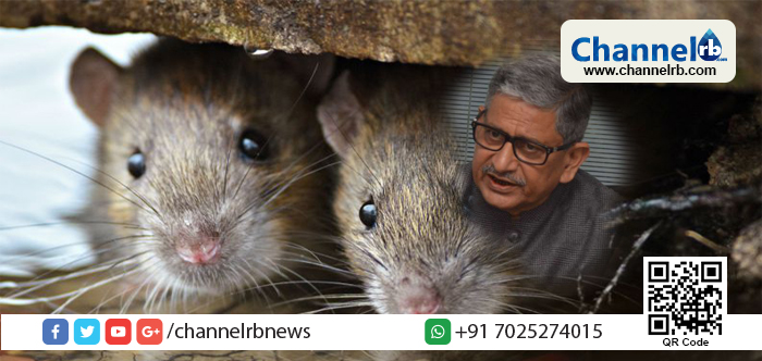 You are currently viewing എലികള്‍ നദിയുടെ കരകളില്‍ മാളവും കുഴികളും ഉണ്ടാക്കുമ്പോള്‍, നദി തീരം ദുര്‍ബലമാകുന്നു. തുടര്‍ന്ന് തീരം ഇടിഞ്ഞ് വെള്ളപ്പൊക്കമുണ്ടാകും, ബീഹാറിലെ പ്രളയക്കെടുതിക്ക് കാരണം എലികളാണെന്ന് ജലവിഭവമന്ത്രി