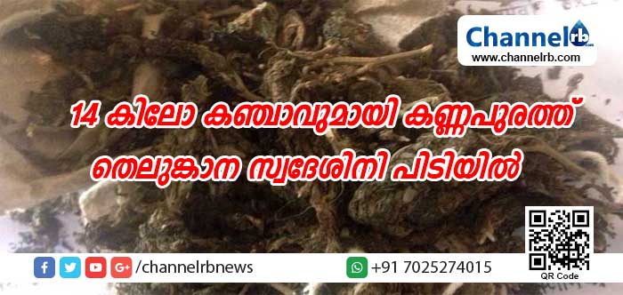 You are currently viewing കണ്ണൂരില്‍ കഞ്ചാവ് വില്‍പനയ്ക്ക് സ്ത്രീകളും; 14 കിലോവുമായി കണ്ണപുരത്ത് തെലുങ്കാന സ്വദേശിനി പിടിയില്‍