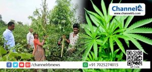 Read more about the article ലക്ഷ്മീപുരം; തെലങ്കാനയില്‍ പതിറ്റാണ്ടുകളായി മികച്ചതും മായം കലര്‍ത്താത്തതുമായ കഞ്ചാവ് കൃഷി ചെയ്യ്ത് ജീവിച്ച ഗ്രാമീണരുടെ മേല്‍ പോലീസ് പിടിവീണു