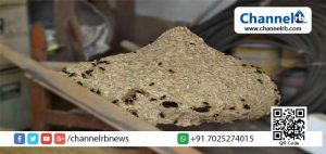 Read more about the article കാസര്‍കോട് നാലാംമൈലിലെ കടന്നല്‍കൂട് നാട്ടുകാര്‍ക്കും ഭീഷണിയാകുന്നു; അപകടകാരിയായ കടന്നലുകളെ നീക്കുന്നതിന് വിദഗ്ധ പരിശീലനം ലഭിച്ചവര്‍ ഇല്ലെന്ന് അധികൃതര്‍