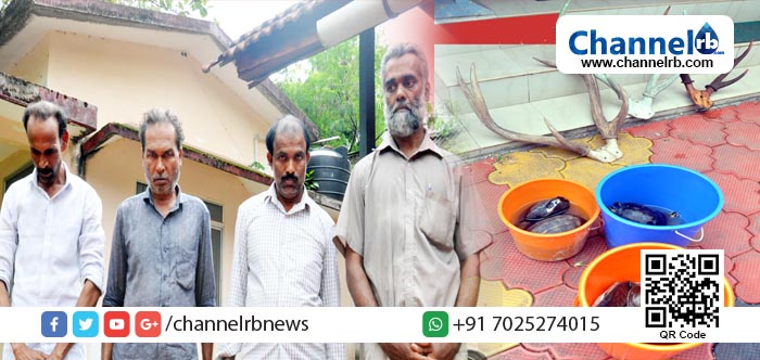 You are currently viewing കോടികള്‍ വിലമതിക്കുന്ന പതിനൊന്ന് വെള്ളയാമകളുമായി കാസര്‍കോട്ട് നാലുപേര്‍ വനംവകുപ്പിന്റെ പിടിയില്‍