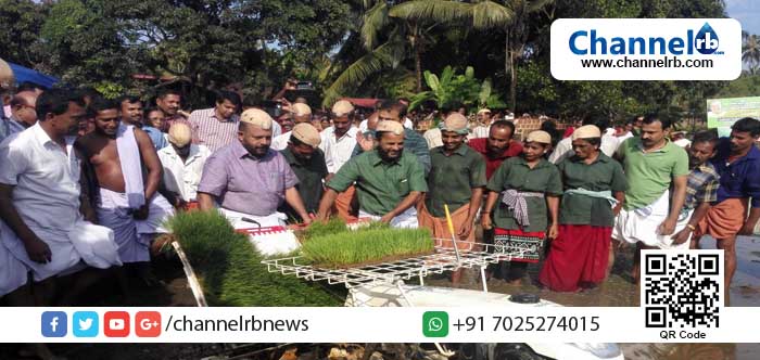 You are currently viewing തനത് കാര്‍ഷിക സംസ്‌കൃതി തിരിച്ചു പിടിക്കാന്‍ തെയ്യംകെട്ട് മഹോത്സവ കമ്മിറ്റി; തുളിച്ചേരി വയലിലെ ഞാറ് നടീല്‍ ഉത്സവത്തിന്  കൃഷിമന്ത്രിയുമെത്തിയപ്പോള്‍