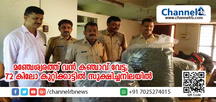 You are currently viewing മഞ്ചേശ്വരത്ത് വന്‍ കഞ്ചാവ് വേട്ട; ആളൊഴിഞ്ഞ പറമ്പില്‍ സൂക്ഷിച്ച 72 കിലോ പോലിസ് കണ്ടെത്തി