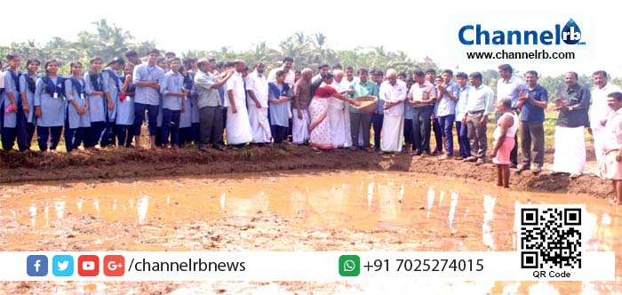 You are currently viewing നെല്‍കൃഷിയെ തിരിച്ചുപിടിക്കണം; ചട്ടഞ്ചാലിലെ വിദ്യാര്‍ഥികള്‍ തരിശുപാടത്ത് തൊണ്ണൂറാന്‍ വിത്തിട്ട് കൃഷി തുടങ്ങി