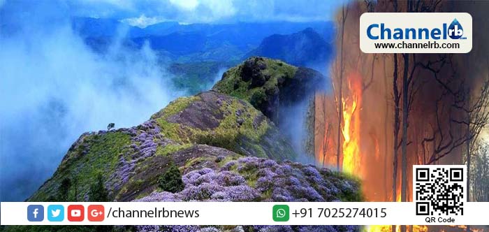 Read more about the article മൂന്നാറില്‍ മുന്നൂറ് ഏക്കറിലെ നീലക്കുറിഞ്ഞി ചെടികള്‍ ഭൂമാഫിയ തീയിട്ടു നശിപ്പിച്ചു; കാട്ടുതീയെന്ന പേരില്‍ സംഭവം ഒതുക്കി തീര്‍ക്കാന്‍ ശ്രമിച്ചവരില്‍ വൈല്‍ഡ് ലൈഫ് വാര്‍ഡനും