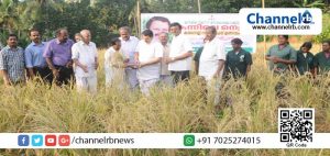 Read more about the article നെല്‍വയലില്ലാത്ത കുടപ്പനക്കുന്നില്‍ ആദ്യമായി കരനെല്‍കൃഷി വിളവെടുപ്പ് നടത്തി