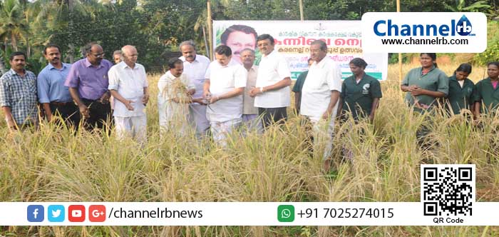 You are currently viewing നെല്‍വയലില്ലാത്ത കുടപ്പനക്കുന്നില്‍ ആദ്യമായി കരനെല്‍കൃഷി വിളവെടുപ്പ് നടത്തി