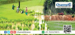 Read more about the article നെല്‍വയല്‍ നികത്തുന്നത് ഇനിമുതൽ ജാമ്യമില്ലാ കുറ്റം; തരിശ് നിലം ഏറ്റെടുത്ത് കൃഷിയിറക്കാന്‍ പഞ്ചായത്തുകള്‍ക്ക് അധികാരം നല്‍കും; നെല്‍വയല്‍ നീര്‍ത്തട സംരക്ഷണ നിയമം അടുത്ത മന്ത്രിസഭായോഗത്തിൽ