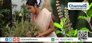 Read more about the article സൂര്യനു കീഴെയുളള ഏതു രോഗത്തിനും ഔഷധം അഥവാ സര്‍വ്വരോഗസംഹാരി; ഇതാ നമുക്ക് സുപരിചിതമായ തുളസിയുടെ ഗുണങ്ങളെ പറ്റി അറിയാം