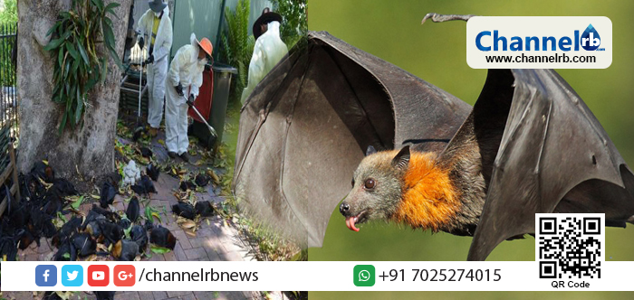 You are currently viewing റെക്കോര്‍ഡ് താപനില; കനത്തചൂടില്‍ ഓസ്‌ട്രേലിയയില്‍ നൂറുകണക്കിന് വവ്വാലുകള്‍ ‘തലച്ചോര്‍ പൊള്ളി’ മരങ്ങളില്‍ നിന്നും ചത്തുവീണു