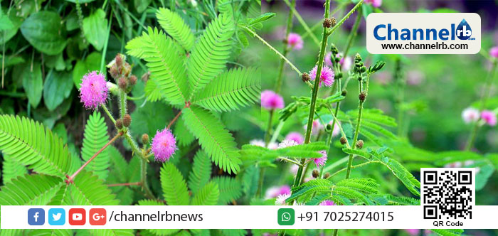 You are currently viewing ആരെങ്കിലും നിങ്ങളെ തൊട്ടാവാടിയെന്ന് വിളിച്ചാല്‍ സങ്കടപ്പെടരുത്; കാരണം തൊട്ടാവാടി അത്ര ‘തൊട്ടാവാടിയല്ല’ കൂടുതല്‍ അറിയാന്‍ വായിക്കൂ