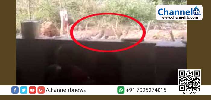 You are currently viewing വീട്ടമ്മ കണ്ടത് പുലിയെത്തന്നെയെന്ന് പോലീസും വനംവകുപ്പും; കോഴിക്കോട് പെരുവയില്‍ പള്ളിത്താഴത്തെ വീടുകളിൽ ജാഗ്രതാ നിർദേശം; ചിത്രീകരിച്ച വീഡിയോയിൽ പുലിയുടെ സാന്നിധ്യം വ്യക്തം