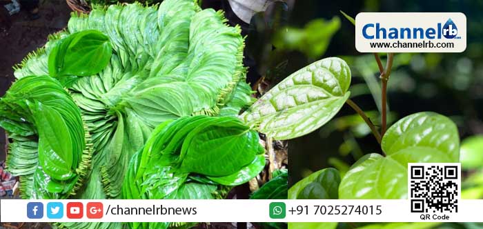 You are currently viewing സംസ്കൃതത്തിൽ നാഗവല്ലരി എന്നും സപ്തശിര എന്നും പേരുള്ള വെറ്റിലയുടെ ഔഷധഗുണങ്ങളെ പറ്റി അറിയാം