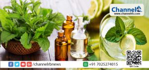 Read more about the article ആയുർവേദത്തിൽ പേര് കർപ്പൂരതുളസി, അറബി വൈദ്യന്മാരും റോമക്കാരും ഗ്രീക്കുകാരും ചൈനക്കാരും,ജപ്പാന്‍കാരും ഔഷധമൂല്യം ഉള്ളതായി കണക്കാക്കുന്ന അത്ഭുത സസ്യത്തെപറ്റി അറിയാം