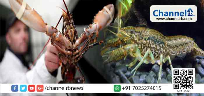 You are currently viewing തനിയെ ക്ലോണ്‍ ചെയ്യാന്‍ സാധിക്കുന്ന ജീവി പരീക്ഷണശാലയില്‍ നിന്ന് ചാടിപ്പോയി; ആവാസവ്യവസ്ഥയെ തകര്‍ക്കുമെന്ന് ഭയം; ഭീതിയോടെ ശാസ്ത്രജ്ഞർ