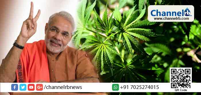 You are currently viewing പുരാണങ്ങളില്‍ പോലും കഞ്ചാവ് ചെടി പരാമര്‍ശിക്കപ്പെടുന്നു; കഞ്ചാവിന്റെ ഗുണങ്ങള്‍ എന്തൊക്കെ എന്ന് പഠിച്ച് റിപ്പോര്‍ട്ട് തയ്യാറാക്കണം; ആരോഗ്യമന്ത്രാലയത്തിന് പ്രധാനമന്ത്രിയുടെ ഓഫീസിന്റെ നിര്‍ദ്ദേശം