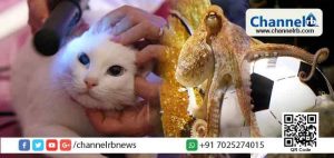 Read more about the article 2018 ഫിഫ ലോകകപ്പ്‌ പ്രവചിക്കാന്‍ ഇതാ പോള്‍ നീരാളിയുടെ പിന്‍ഗാമിയായി അക്കില്ലസ് എന്ന റഷ്യന്‍ പൂച്ച എത്തുന്നു