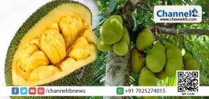 Read more about the article സംസ്ഥാന മൃഗത്തിനും പക്ഷിക്കും പൂവിനും മീനിനും പിന്നാലെ ചക്കയെ കേരളത്തിന്റെ ഔദ്യോഗിക ഫലമായി മാര്‍ച്ച് 21ന് പ്രഖ്യാപിക്കും