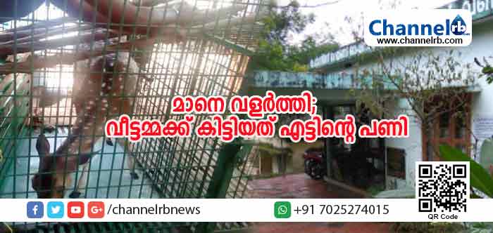 You are currently viewing തെരുവ് നായ്ക്കള്‍ ആക്രമിക്കുന്ന മാന്‍കുഞ്ഞിനെ രക്ഷപ്പെടുത്തി വീട്ടിലെത്തിച്ചു; 12 വര്‍ഷത്തിന് ശേഷം വീട്ടമ്മയെ തേടിയെത്തിയത് എട്ടിന്‍റെ  പണി