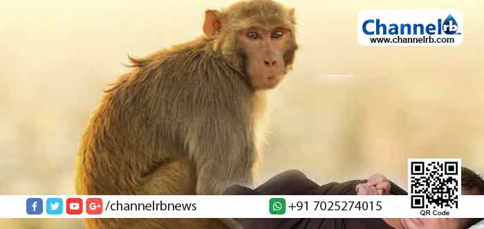 You are currently viewing അമ്മയ്ക്കരുകില്‍ ഉറങ്ങിക്കിടന്ന ചോരക്കുഞ്ഞിനെ കുരങ്ങന്‍ റാഞ്ചി; കുഞ്ഞുമായി കുരങ്ങന്‍ കടന്നത് ഉള്‍ക്കാട്ടിലേയ്ക്ക്; പിന്നീട് കുരങ്ങ് ചെയ്തത്