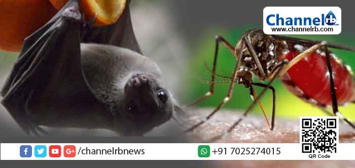 You are currently viewing കോഴിക്കോട്ട് നിപയെങ്കില്‍ കാസര്‍കോട്ടും തൃശൂരിലും ഡെങ്കിപ്പനി പടരുന്നു; ആരോഗ്യവകുപ്പ് അനാസ്ഥകാട്ടുന്നതായി ആരോപണം