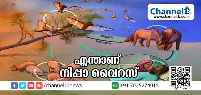 You are currently viewing എന്താണ് നിപാ വൈറസ്? വവ്വാലുകള്‍ ഭക്ഷിച്ച പഴങ്ങള്‍ കഴിക്കരുത്; രോഗിയുമായി ഒരു മീറ്റര്‍ എങ്കിലും ദൂരം പാലിക്കണം