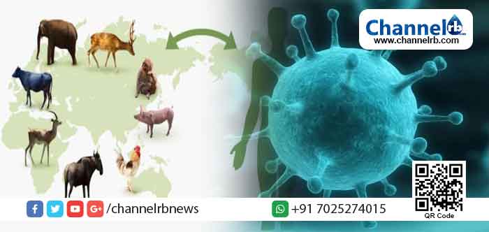 You are currently viewing നിപ്പ വൈറല്‍ പനി വളര്‍ത്തുമൃഗങ്ങളില്‍ ബാധിച്ചതായി ഇതുവരെ റിപോര്‍ട്ടില്ല; നിലവില്‍ വളര്‍ത്തു മൃഗങ്ങളില്‍ നിന്ന് മനുഷ്യരിലേയ്ക്ക് രോഗം വ്യാപിക്കുന്ന സാഹചര്യം ഇല്ലെന്നും കര്‍ഷകര്‍ ആശങ്കപ്പെടേണ്ടതില്ലെന്നും മൃഗസംരക്ഷണ വകുപ്പ്