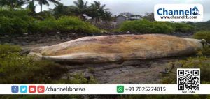 Read more about the article കൂറ്റന്‍ തിമിംഗലം മുംബൈ തീരത്ത് കരക്കടിഞ്ഞു