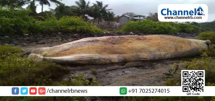 You are currently viewing കൂറ്റന്‍ തിമിംഗലം മുംബൈ തീരത്ത് കരക്കടിഞ്ഞു